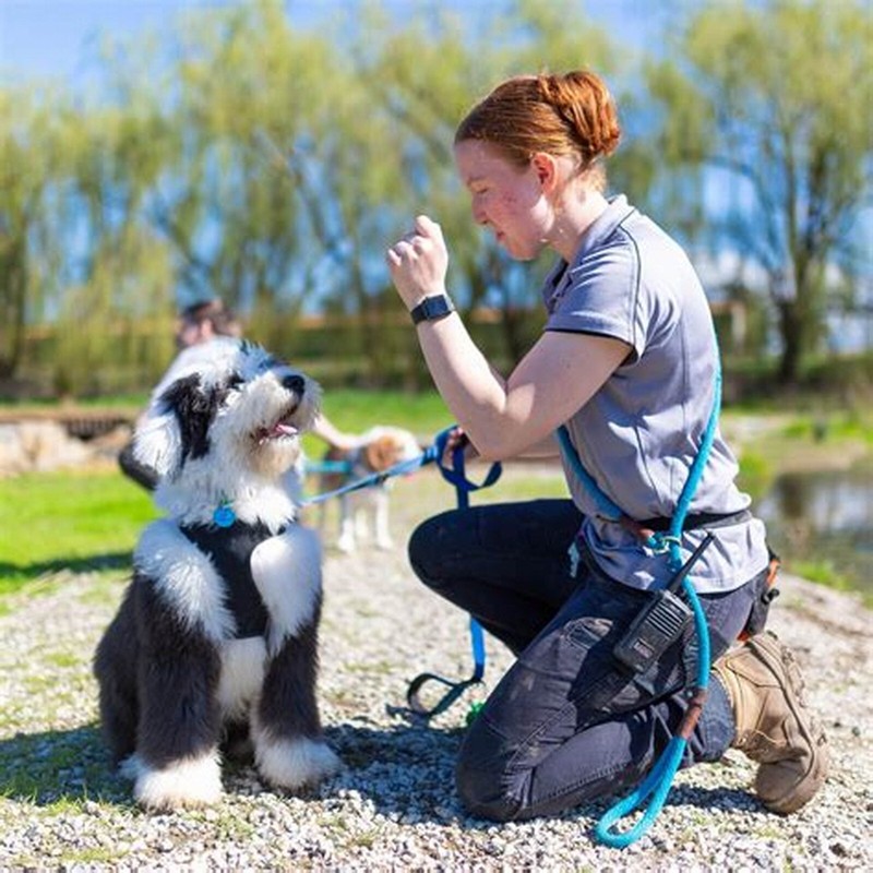 Dog Obedience School Training Service Business Plan