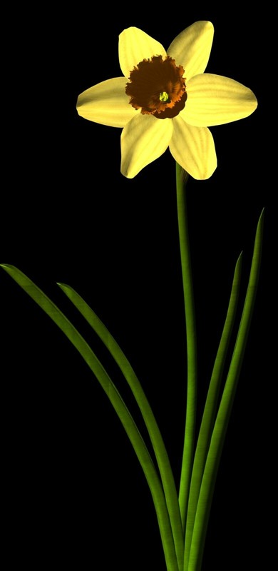 The Botanical 3D Models 75+ Fully Textured Flower & Plant Models in DXF Format gallery